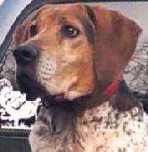 2 Bluetick